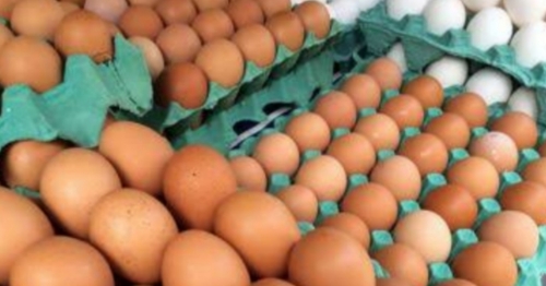 Paraná vai destruir 10 milhões de ovos para conter gripe aviária
