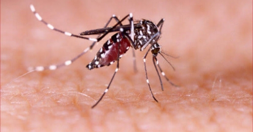 Informe semanal da dengue registra mais 3.302 casos e três óbitos no Paraná