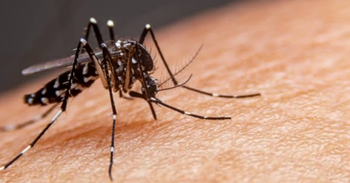 Secretaria da Saúde confirma mais 4.294 casos de dengue e seis óbitos no Paraná