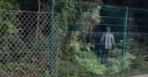 Vídeo mostra homem entrando no bosque em Maringá por cerca danificada: falha expõe riscos à segurança e ao meio ambiente