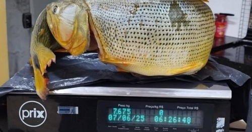 PM Ambiental apreende pescado proibido e prende indivíduo em flagrante