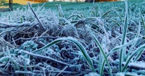 Frio histórico no Paraná: terça terá geada negra, ventania e mínima de 0°C