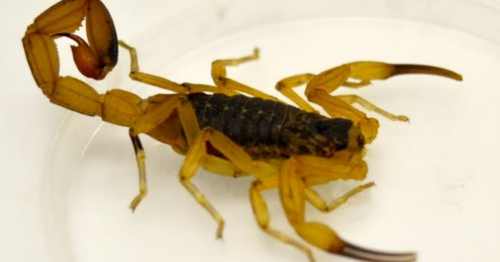 Especialista orienta como identificar rastros de escorpiões amarelos e evitar acidentes