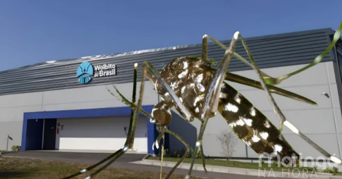 Paraná se torna referência mundial com maior fábrica de mosquitos contra a dengue