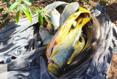 foto de Pesca ilegal: homem é preso com 89 kg de peixes e equipamentos avaliados em R$ 100 mil