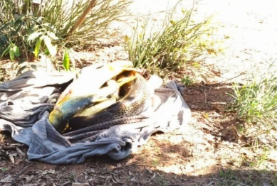 foto de Pesca ilegal: homem é preso com 89 kg de peixes e equipamentos avaliados em R$ 100 mil