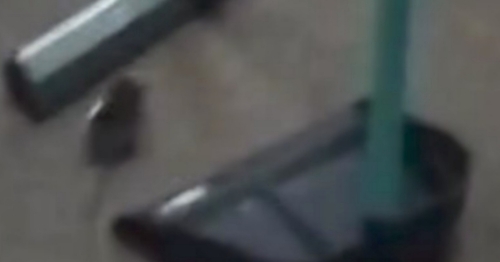 Hospital Municipal registra caso isolado de rato