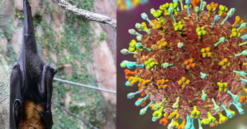 Vírus Nipah: pode chegar ao Brasil e causar surtos?