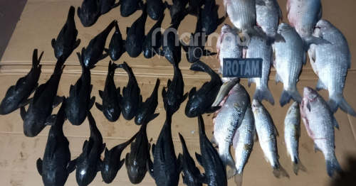 Operação no Paraná resulta em prisões e mais de R$ 41 mil em multas por pesca ilegal