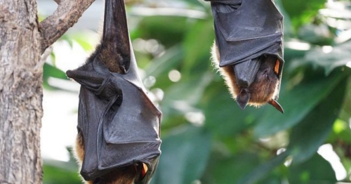 Ministério da Saúde divulga nota sobre risco de contaminação do vírus Nipah no Brasil