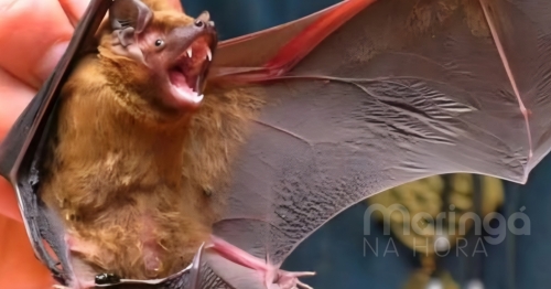 Vírus Nipah chegou ao Brasil? O carnaval é motivo de preocupação?