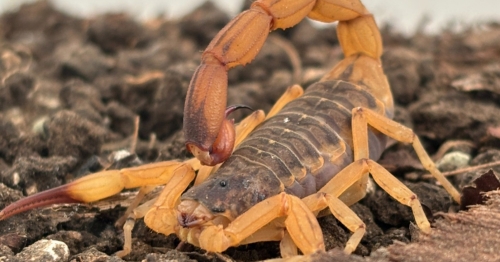 Escorpião-amarelo preocupa moradores no Paraná: confira dicas de prevenção