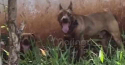 Homem é entubado e pode ter um dos braços amputado após ataque de pitbulls em Maringá