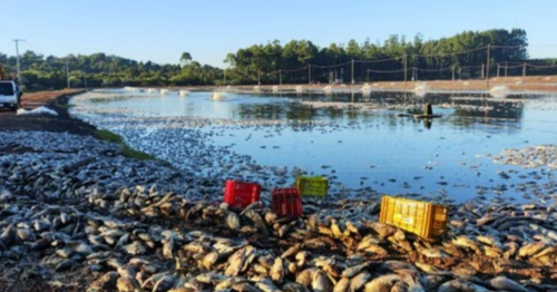 Queda de energia mata 900 mil kg de tilápias e agricultor tem prejuízo de R$ 9 milhões no Paraná