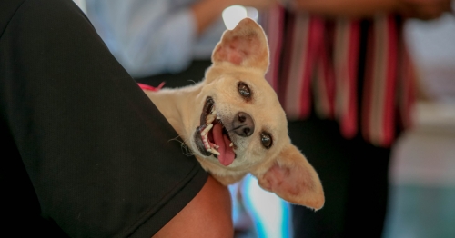 CastraPet abre inscrições para 700 castrações gratuitas em Maringá; saiba como participar