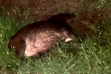 foto de Identificado homem que morreu após carro capotar ao atingir capivara na BR-376 em Maringá