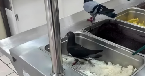 Pais de alunos denunciam presença de pombos e larvas na comida de escola no Paraná