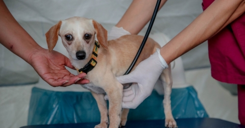 CastraPet abre novas inscrições em Maringá nesta segunda (16); veja quem pode participar