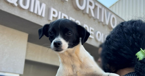 Programa CastraPet prorroga inscrições até sexta-feira (27) em Maringá; veja como participar