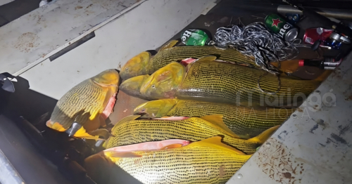 Seis pessoas são presas com 92,6 kg de dourado em área proibida no Paraná