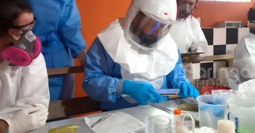 Paraná registra casos raros de hantavirose e reforça alerta; veja sintomas