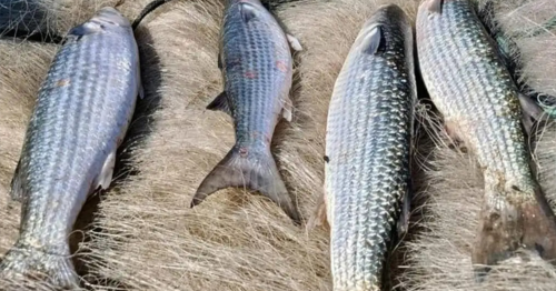 Brasil atinge limite e pesca da tainha é suspensa; entenda
