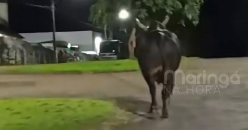 Maringaense morre após ser atingida por touro que corria pelas ruas de Barbosa Ferraz