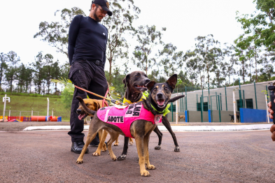 foto de Novo Centro de Bem-Estar Animal de Maringá amplia oferta de acolhimento e cuidados a pets vítimas de maus-tratos