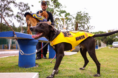 foto de Novo Centro de Bem-Estar Animal de Maringá amplia oferta de acolhimento e cuidados a pets vítimas de maus-tratos