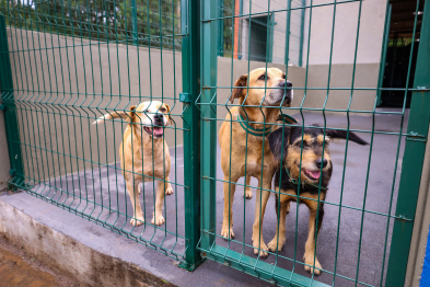foto de Novo Centro de Bem-Estar Animal de Maringá amplia oferta de acolhimento e cuidados a pets vítimas de maus-tratos